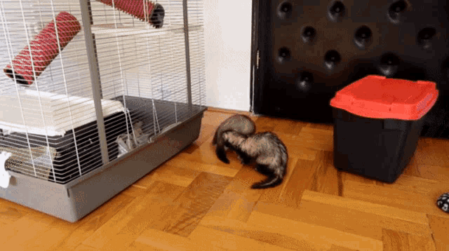 Can Two Male Ferrets Live Together GIF - Can Two Male Ferrets Live Together GIFs
