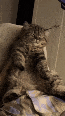 a fluffy cat is laying on a bed with its eyes closed