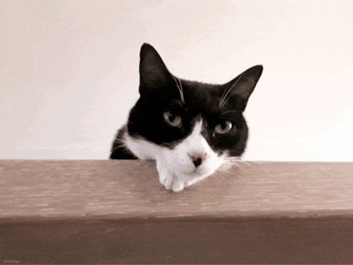 a black and white cat is peeking over a wooden ledge