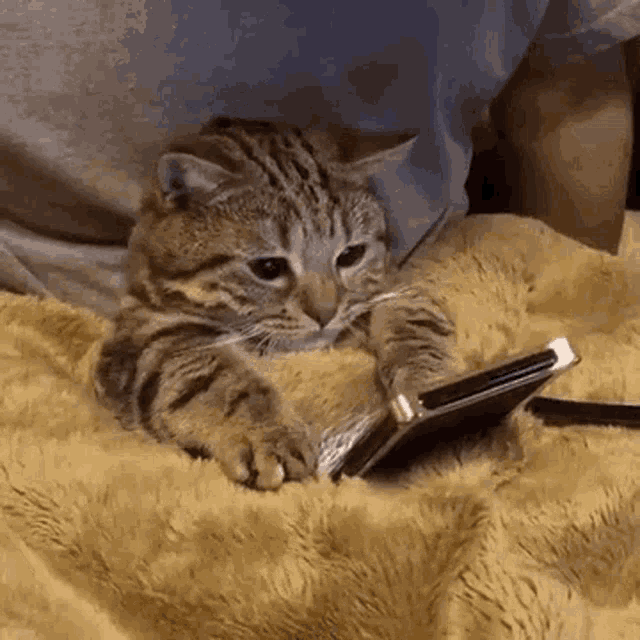 Cute Cat GIF - Cute Cat Cellphone GIFs