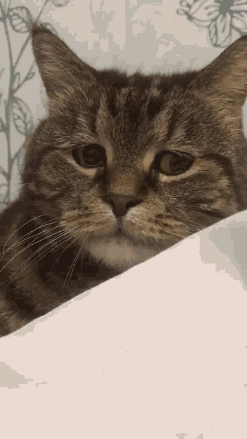 Sad Cat Cat GIF - Sad Cat Cat GIFs