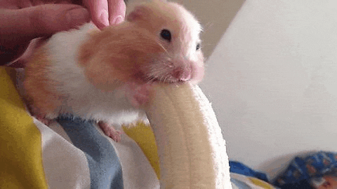 a hamster is eating a banana with its mouth open .
