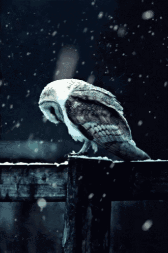 an owl is perched on a wooden fence post in the snow