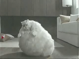 Fat Cat GIF - Fat Obese White GIFs