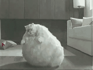 a very fat white cat is sitting on the floor in a living room