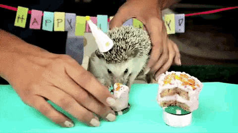 a small hedgehog wearing a party hat is eating a birthday cake