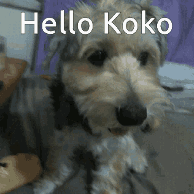 Koko Hello Koko GIF - Koko Hello Koko Dog GIFs