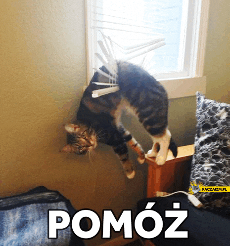 a cat is hanging upside down in front of a window with the word pomoz written on the bottom