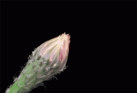 a close up of a flower with a green stem on a black background