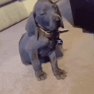 a small dog is sitting on the floor wearing a collar and a tag .