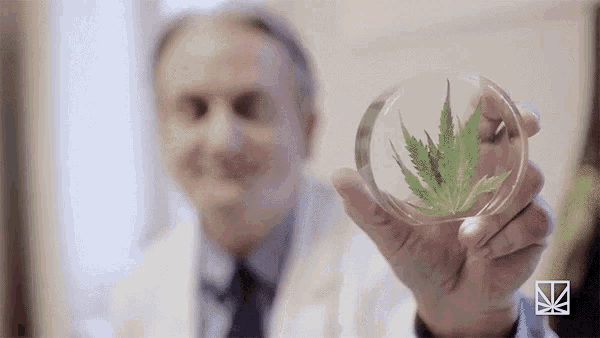 a man in a lab coat is holding a petri dish with a marijuana leaf in it