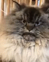 Angry Cat Angry GIF - Angry Cat Angry Cat GIFs