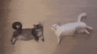 two cats , one black and one white , are playing with each other on the floor .