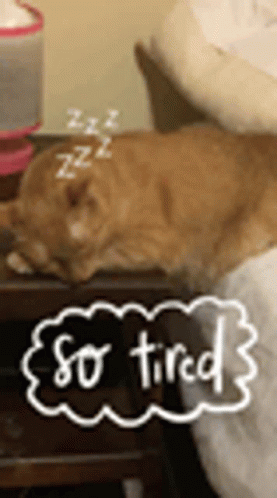 Zzz Cat GIF - Zzz Cat So Tired GIFs