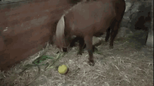 a horse is playing with a yellow ball in the hay .