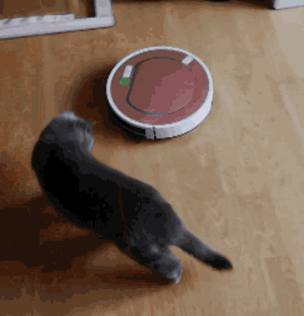 a cat playing with a robotic vacuum cleaner on a wood floor