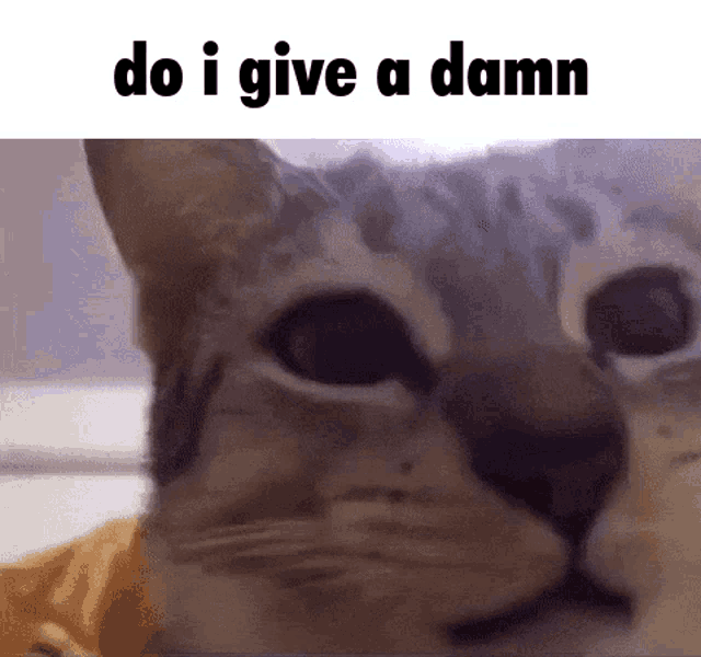 Do I Give A Damn Cat Hug GIF - Do I Give A Damn Cat Hug Dnc GIFs