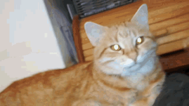a close up of a cat 's face with a blurry background