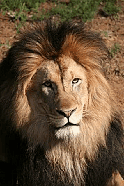 a close up of a lion with a long mane