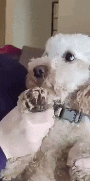 a person is holding two small dogs one of which has a black collar