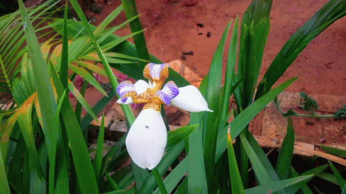 Flor GIF - Flor GIFs