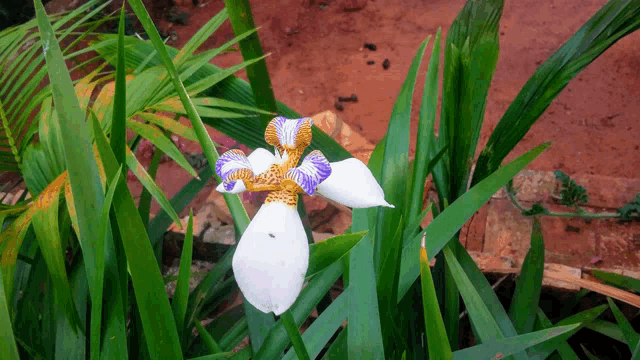 a white flower with a yellow center and purple petals