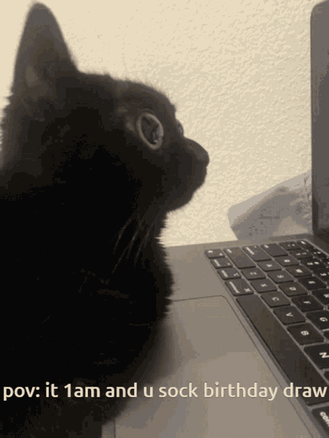 a black cat sitting in front of a laptop with the words pov : it 1am and u sock birthday draw