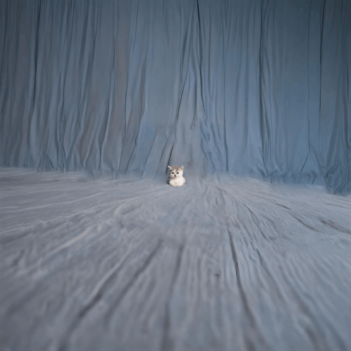 a cat is sitting on a blanket in front of a blue curtain