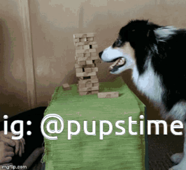a dog looking at a stack of wooden blocks with the caption ig @pupstime