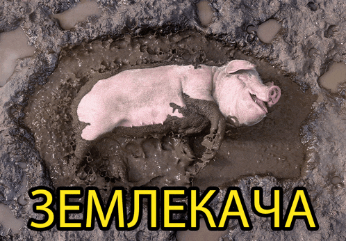 a pig is laying in a puddle of mud with the words zemlekacha written above it