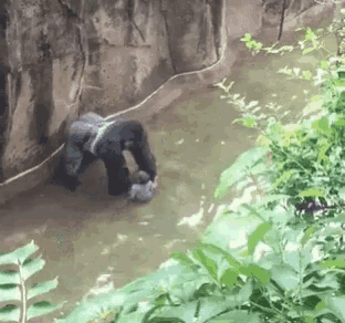 a gorilla is standing in a body of water holding something in its mouth .