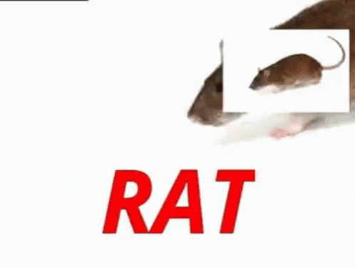 Rat Ratratrat GIF - Rat Ratratrat Rats GIFs