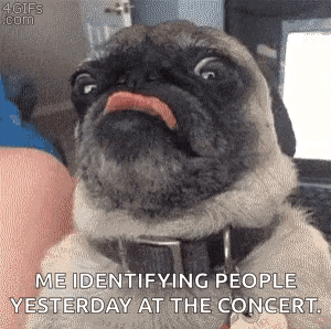 a pug dog is sticking its tongue out and saying `` me identifying people yesterday at the concert ''