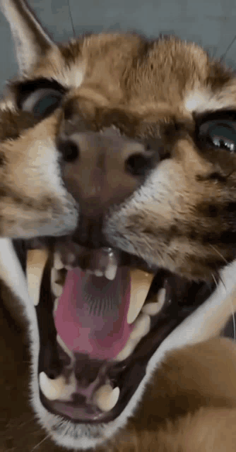 a close up of a cat with its mouth wide open