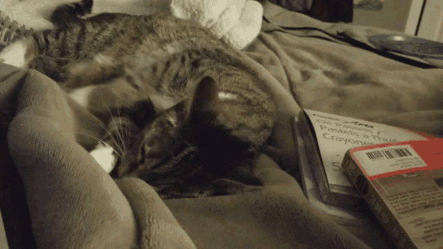 a cat laying on a blanket next to a box of pastels