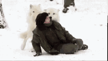 Loup GIF
