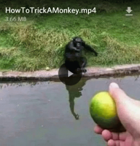 Monkey Monke GIF - Monkey Monke Funny GIFs