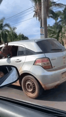 a horse sticking its head out of the window of a car