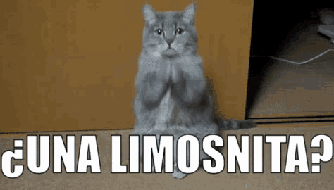 a cat is sitting on the floor with its paws folded in front of a sign that says una limosnita