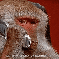 a close up of a monkey wearing headphones and waiting for beverly to answer next time