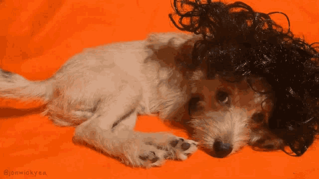 a dog with a wig on its head is laying on an orange blanket