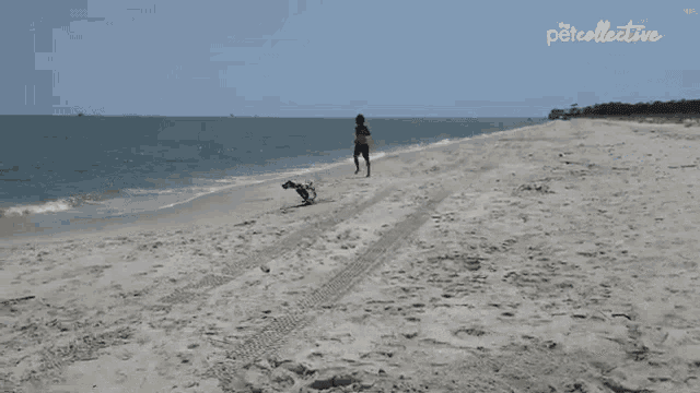 a person standing on a beach next to a dog and the word petcollective on the bottom