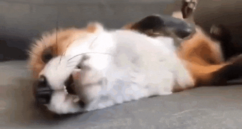 a fox is laying on its back on a couch with its eyes closed .