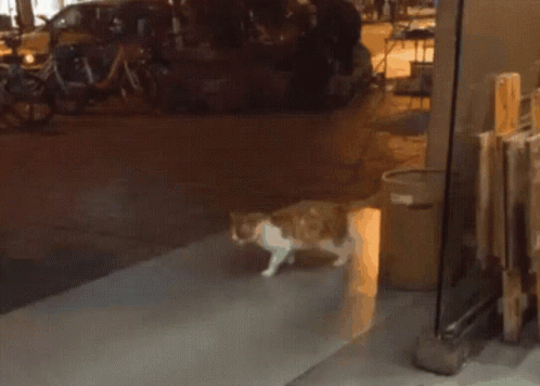 Cat Walking In Place Cat GIF - Cat Walking In Place Cat Walking GIFs