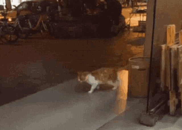 a cat is walking down a sidewalk in front of a building