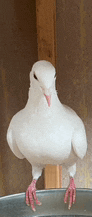 a white pigeon with red feet is standing on a metal container .