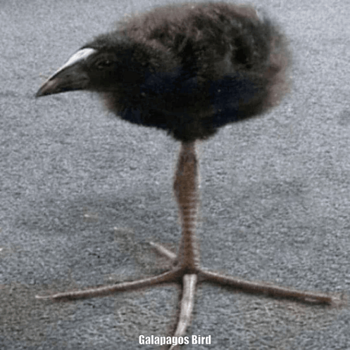 Galapagos Bird GIF