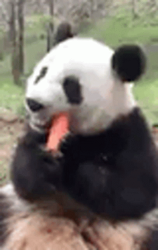 Panda Carrot GIF - Panda Carrot GIFs