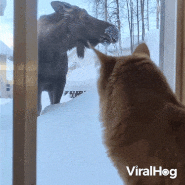 Did You See That Viralhog GIF - Did You See That Viralhog Did You See What I Saw GIFs