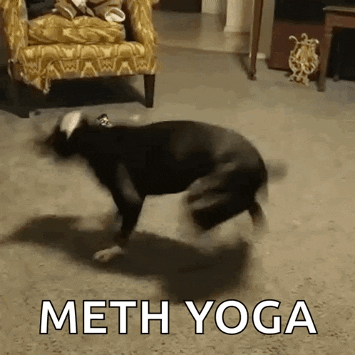 a dog is doing yoga in a living room with the words meth yoga in the background .
